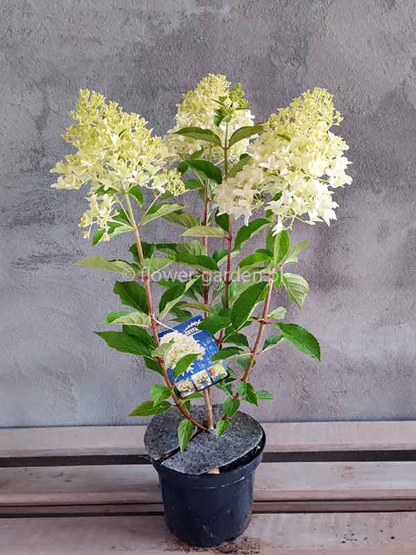 Hortensja bukietowa Skyfall ®  P9 E