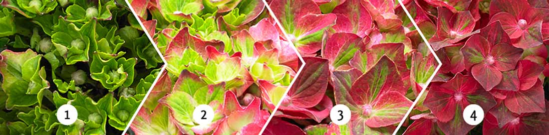 Zmiana koloru kwiatów hortensji ogrodowej Magical Ruby Tuesday