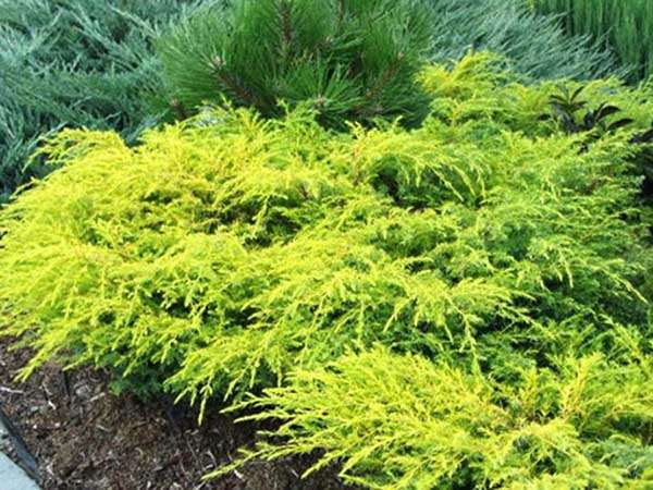 Jałowiec Depressa Aurea C3