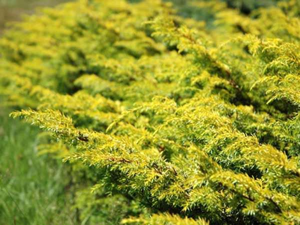 Jałowiec Depressa Aurea C3