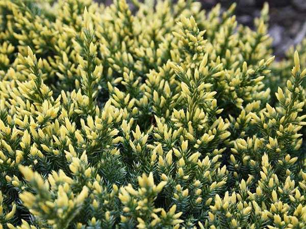 Jałowiec Dream Joy C2