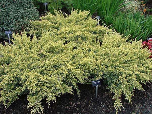 Jałowiec Dream Joy C2