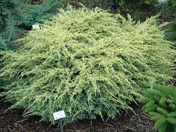 Jałowiec Dream Joy C2