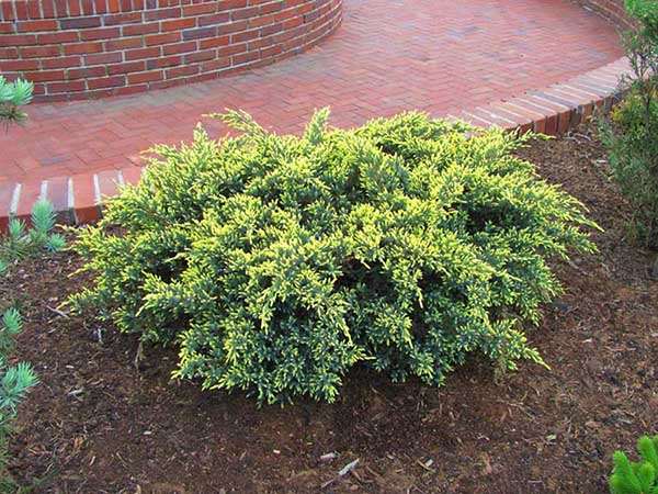 Jałowiec Dream Joy C2