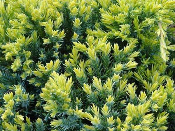 Jałowiec Dream Joy C2