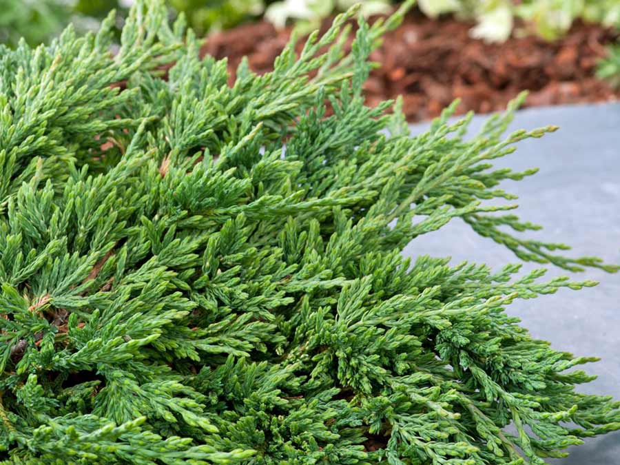 Jałowiec płożący Pancake C2