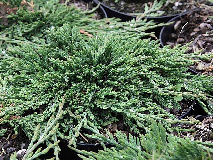 Jałowiec płożący Pancake C2