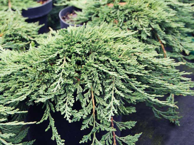 Jałowiec płożący Pancake C2