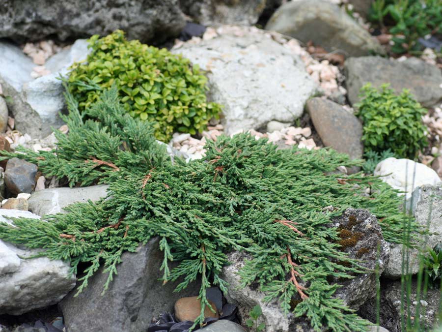 Jałowiec płożący Pancake C2