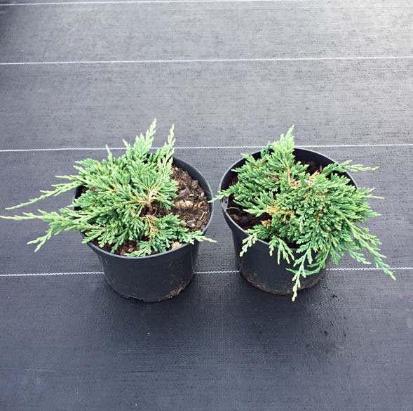 Jałowiec płożący Pancake C2