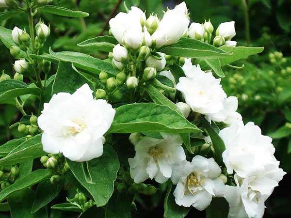 Jaśminowiec Bouquet Blanc C2