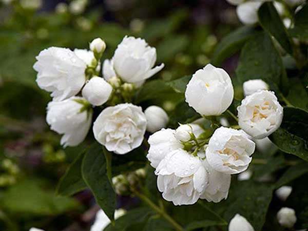 Jaśminowiec Bouquet Blanc C2
