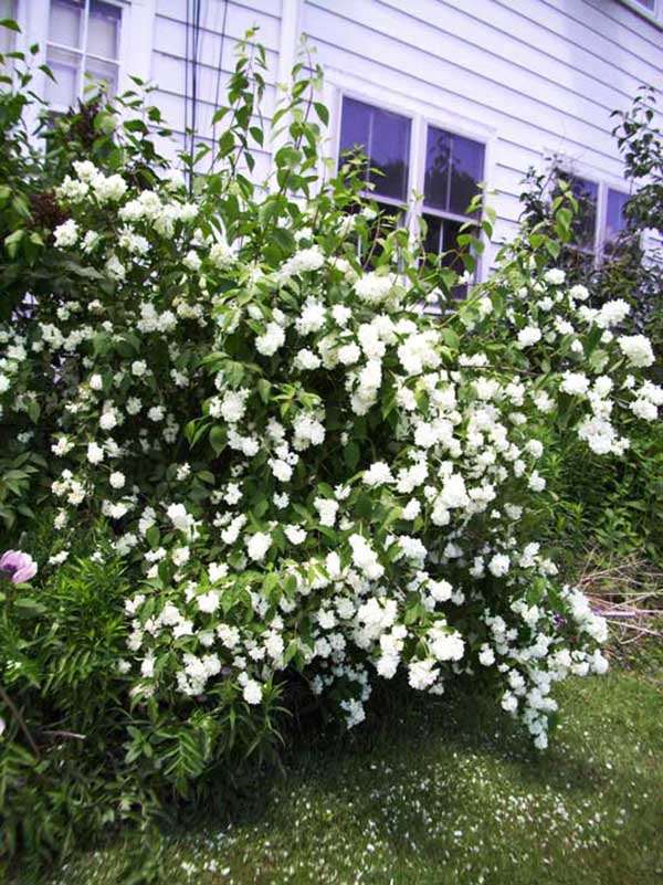 Jaśminowiec Bouquet Blanc C2