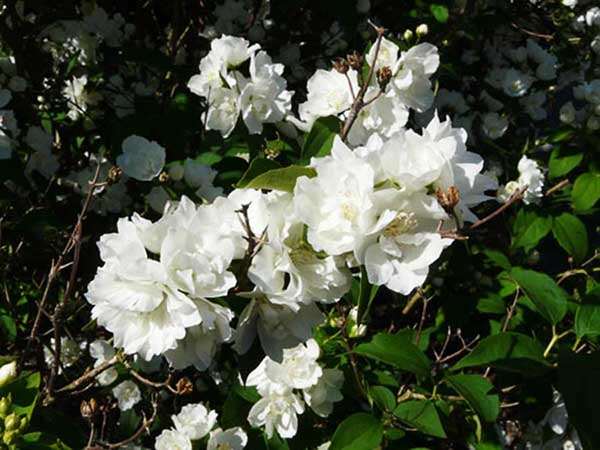 Jaśminowiec Bouquet Blanc C2
