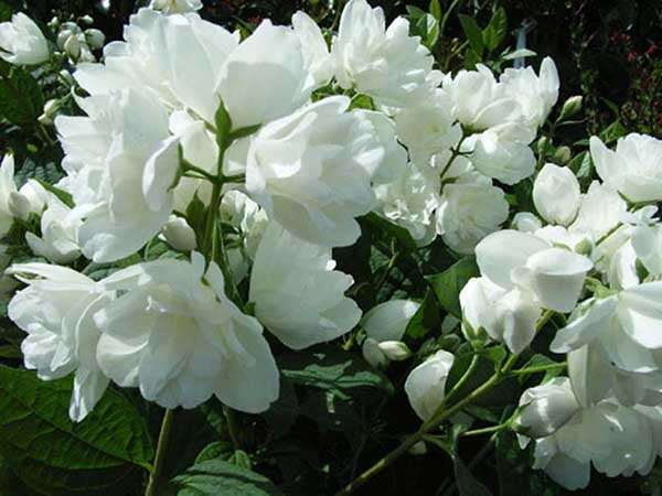 Jaśminowiec Bouquet Blanc C2