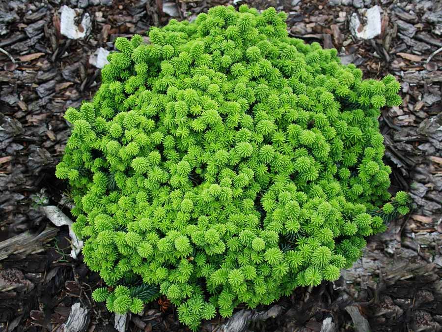 Jodła balsamiczna Piccolo P8