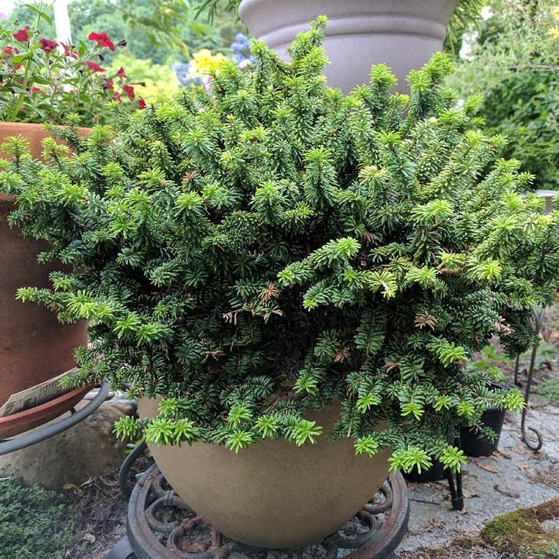 Jodła balsamiczna Piccolo P8