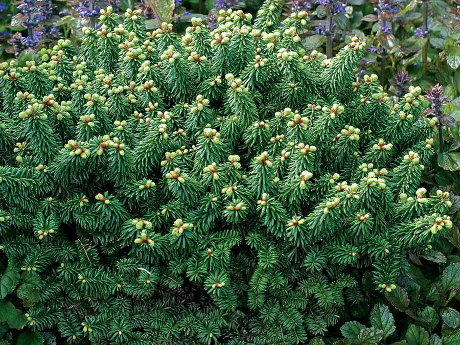 Jodła balsamiczna Piccolo P8
