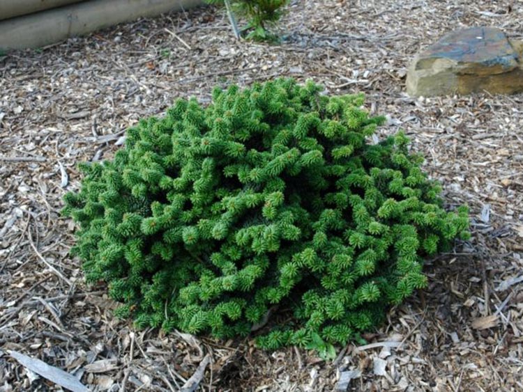 Jodła balsamiczna Piccolo P8