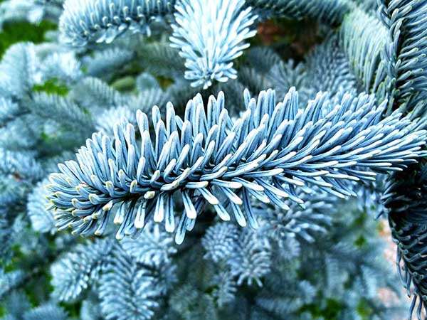 Jodła szlachetna Glauca C3