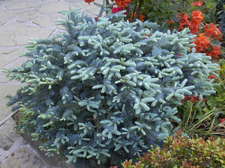 Jodła szlachetna Glauca C3