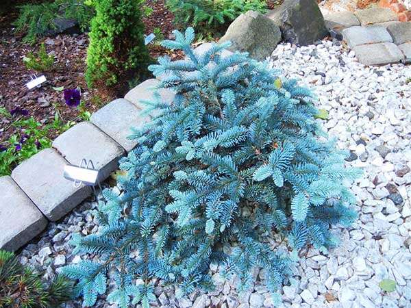 Jodła szlachetna Glauca C3