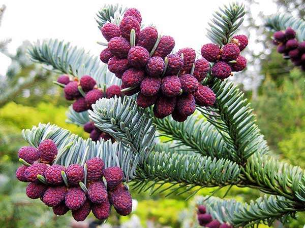 Jodła szlachetna Glauca C3