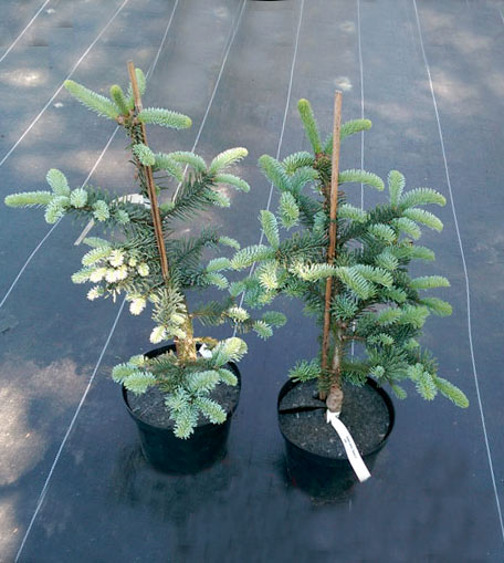 Jodła szlachetna Glauca C3