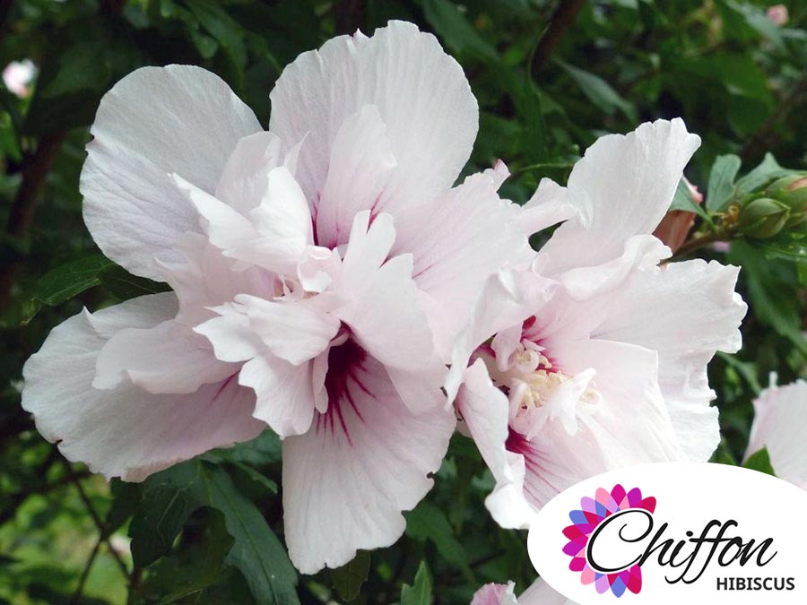 Ketmia syryjska China Chiffon ® P9 E