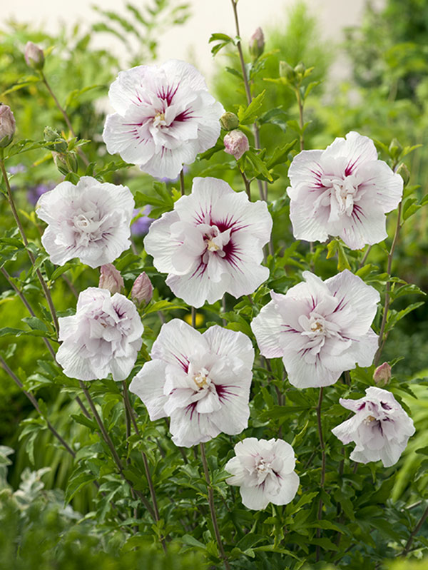 Ketmia syryjska China Chiffon ® P9 E