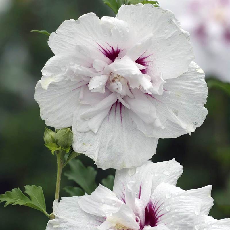 Ketmia syryjska China Chiffon ® P9 E