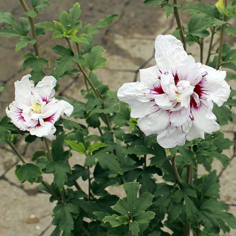 Ketmia syryjska China Chiffon ® P9 E
