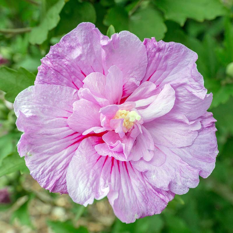 Ketmia syryjska Lavender Chiffon ® P9 E