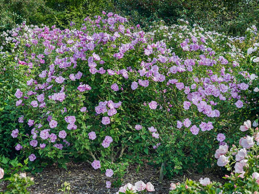 Ketmia syryjska Lavender Chiffon ® P9 E