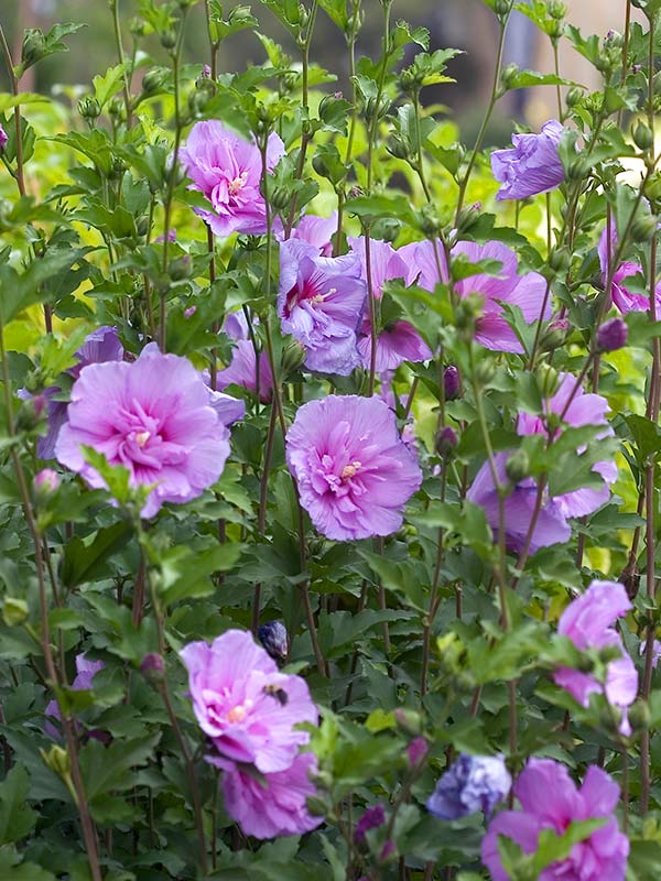 Ketmia syryjska Lavender Chiffon ® P9 E