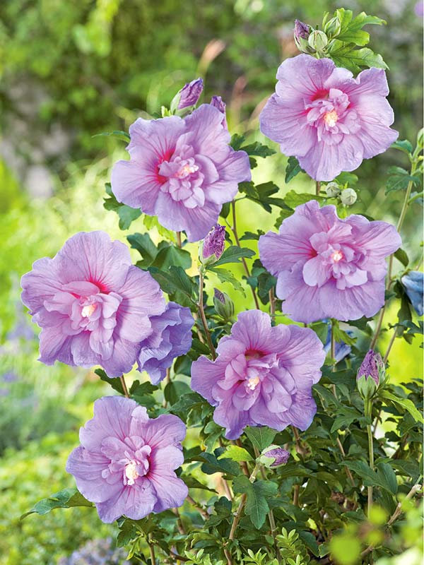 Ketmia syryjska Lavender Chiffon ® P9 E