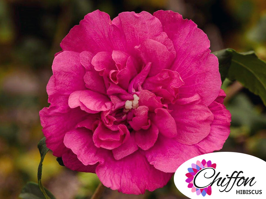 Ketmia syryjska Magenta Chiffon ® P9 E