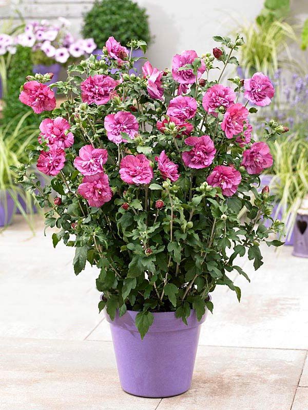 Ketmia syryjska Magenta Chiffon ® P9 E