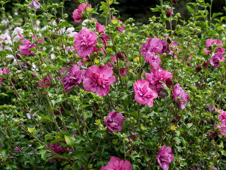 Ketmia syryjska Magenta Chiffon ® P9 E