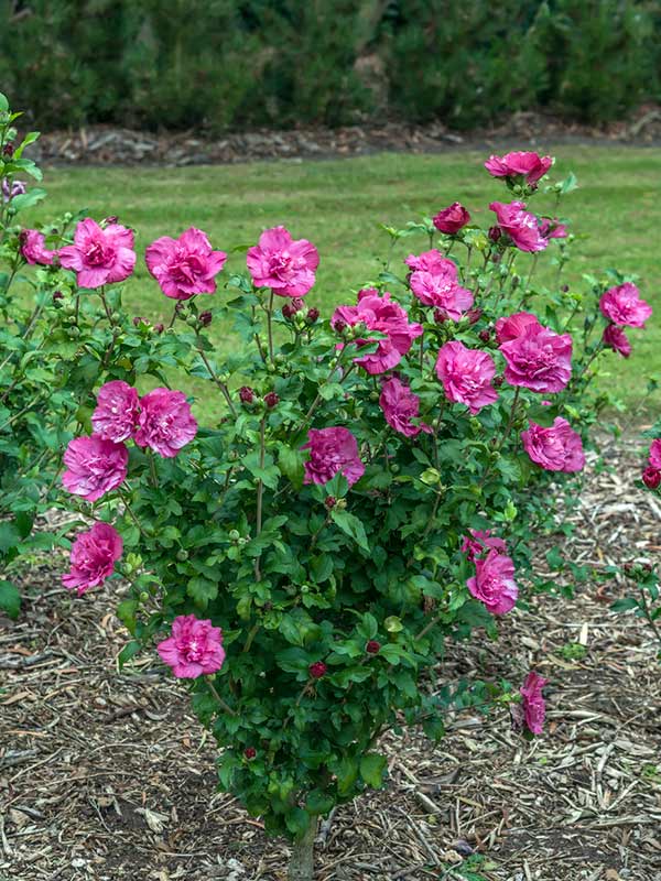 Ketmia syryjska Magenta Chiffon ® P9 E