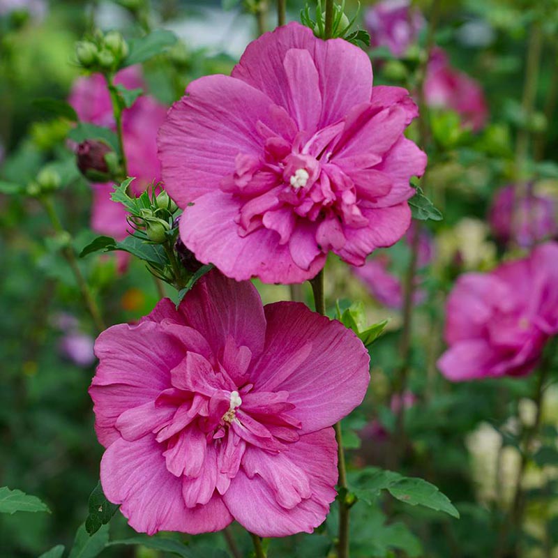 Ketmia syryjska Magenta Chiffon ® P9 E