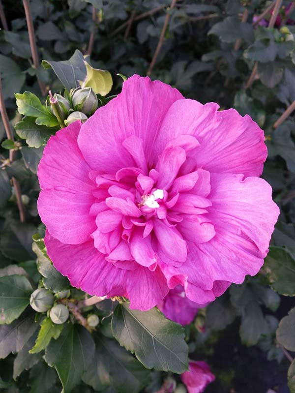 Ketmia syryjska Magenta Chiffon ® P9 E