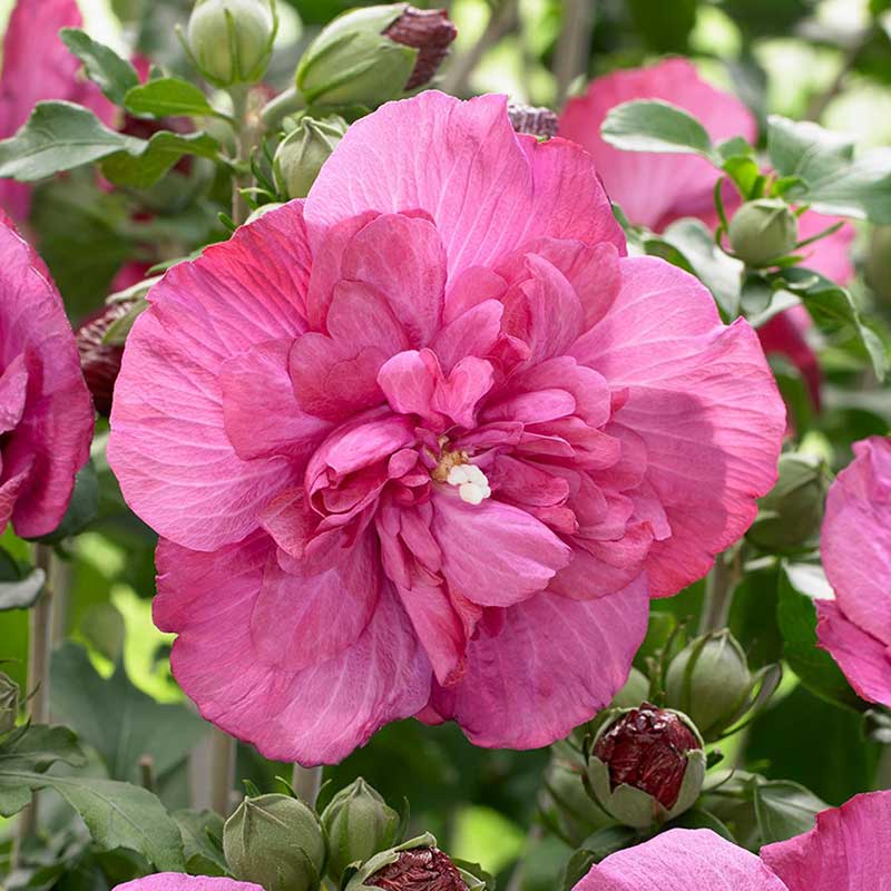 Ketmia syryjska Magenta Chiffon ® P9 E