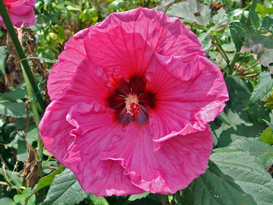 Ketmia bylinowa Plum Crazy C3 E