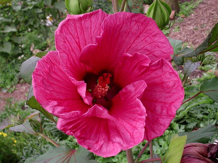 Ketmia bylinowa Plum Crazy C3 E