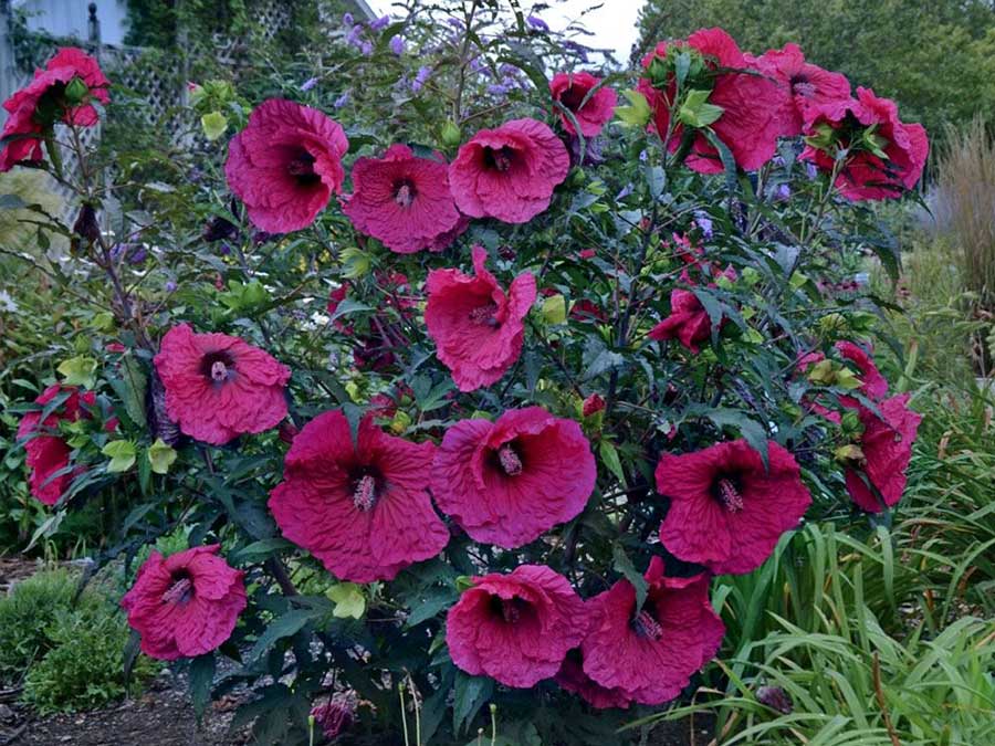 Ketmia bylinowa Plum Crazy C3 E
