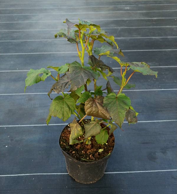 Ketmia bylinowa Plum Crazy C3 E