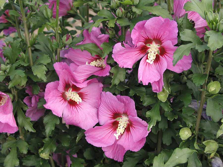 Ketmia syryjska Russian Violet C2 E