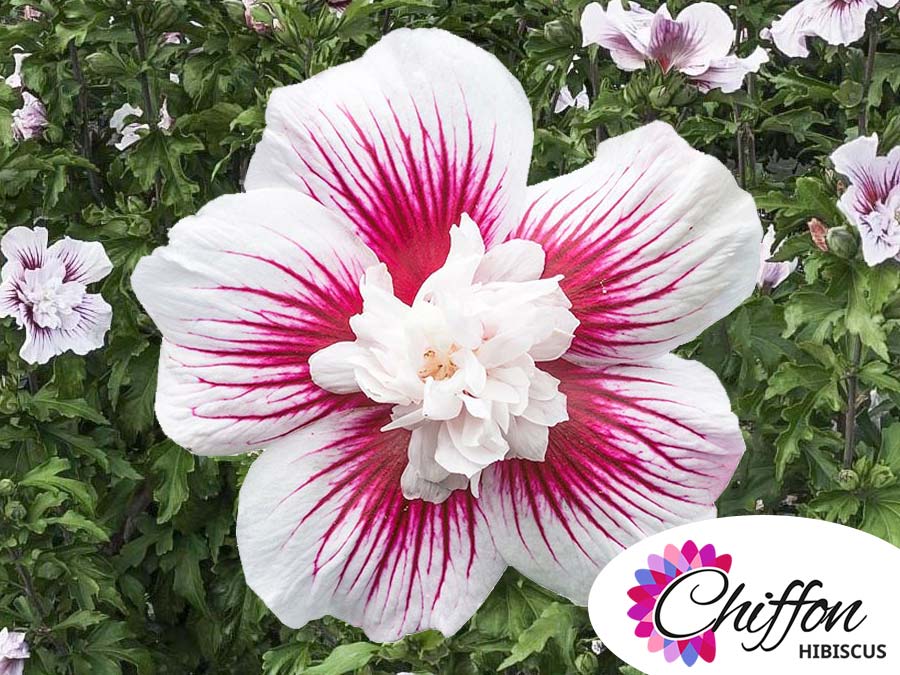 Ketmia syryjska Starburst Chiffon ® P9 E