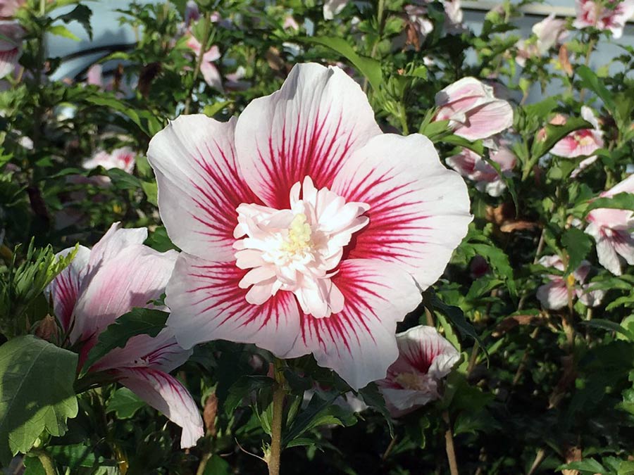 Ketmia syryjska Starburst Chiffon ® P9 E